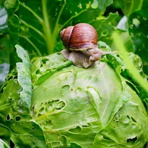 Giant African Snails As Animal feed: Project Soon to Launch
