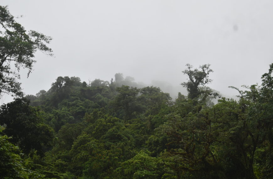 Yato Protected Area Holds Unique Nature