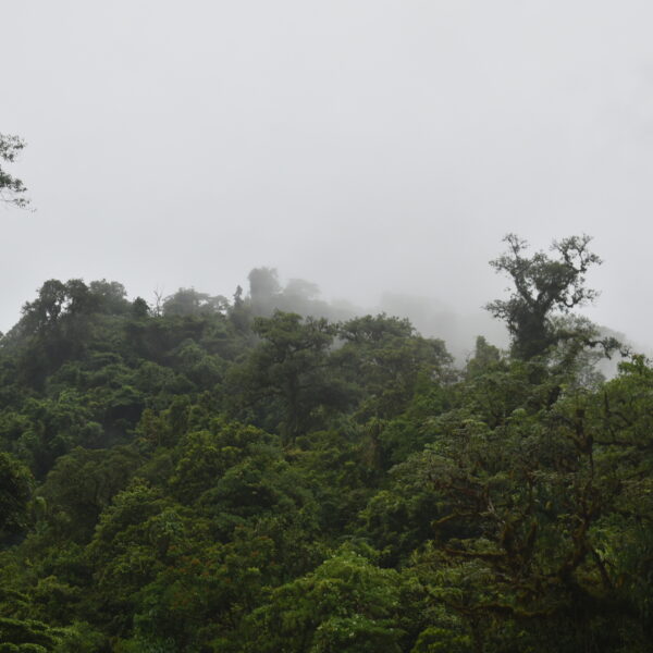 YATO Revisit Proposed Conservation Plans