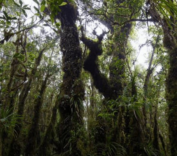 Trees Mitigate Climate Change