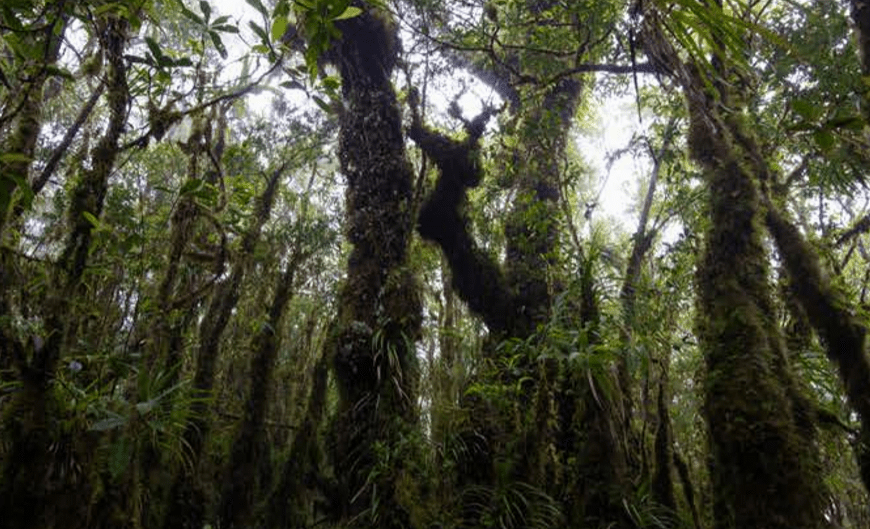 Trees Mitigate Climate Change