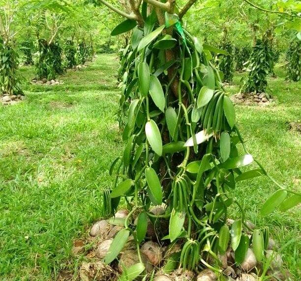 PRC Gives New Hope to Vanilla Farmers in East Central Guadalcanal