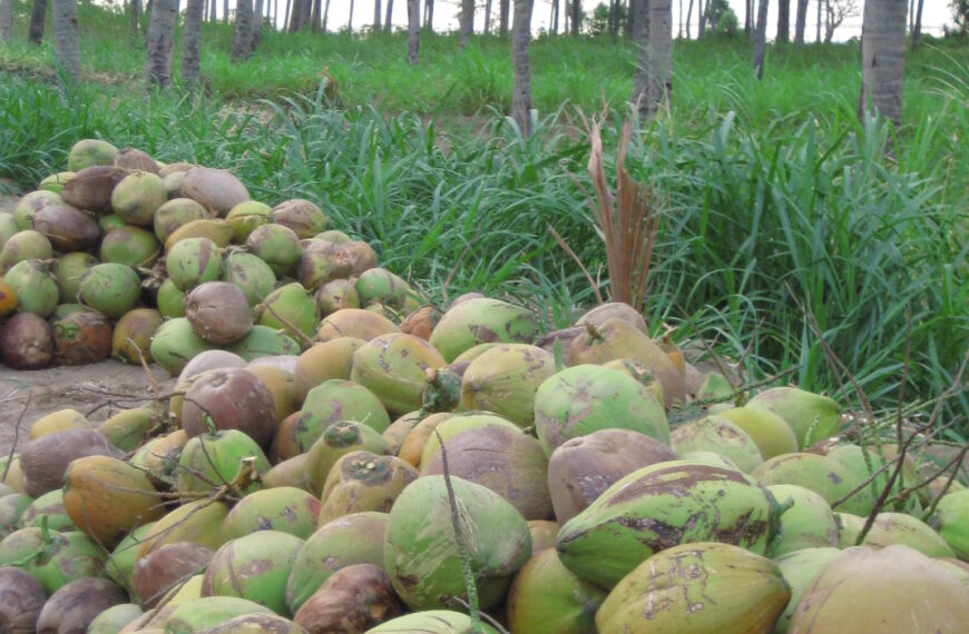 POST-COVID: Farmers Want Boost in Agri-Business