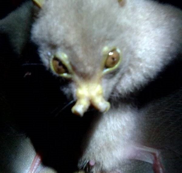 Biodiversity Assessment Shows New Species Record for Ahetaha Conservation Association