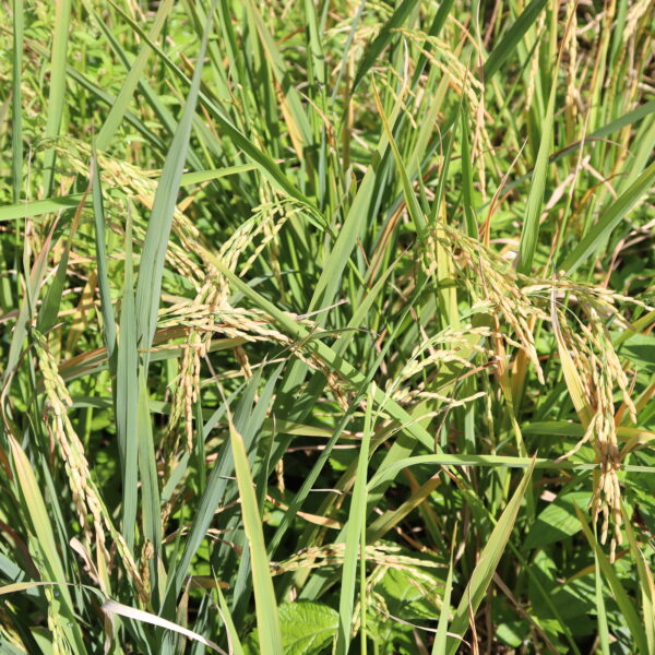 East Malaita Constituency Embarks On Rice Project