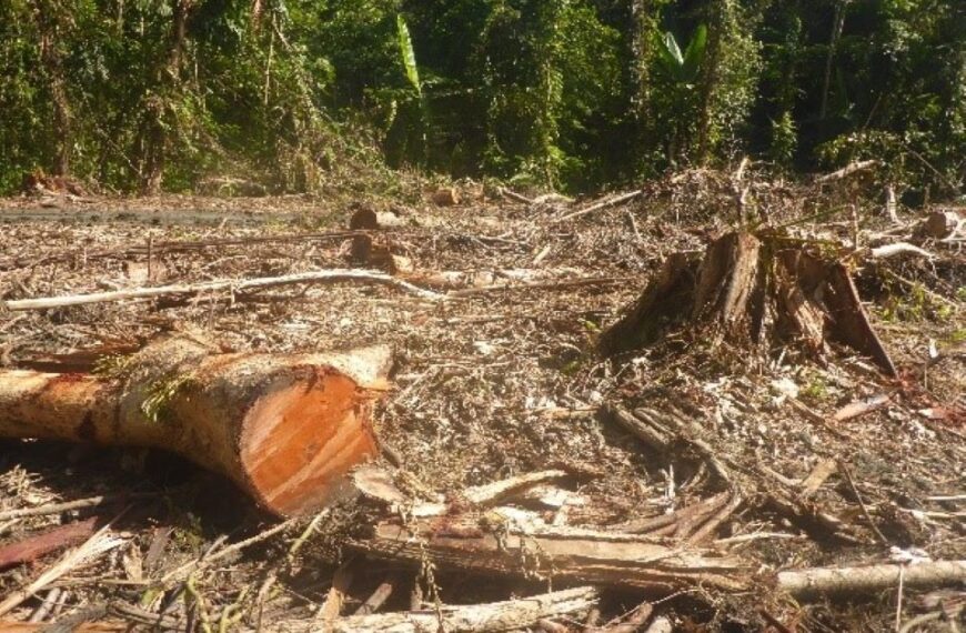 Logging Encroachment Damages on Zoko Tribal Land in South Choiseul Costs USD 53.5 Million