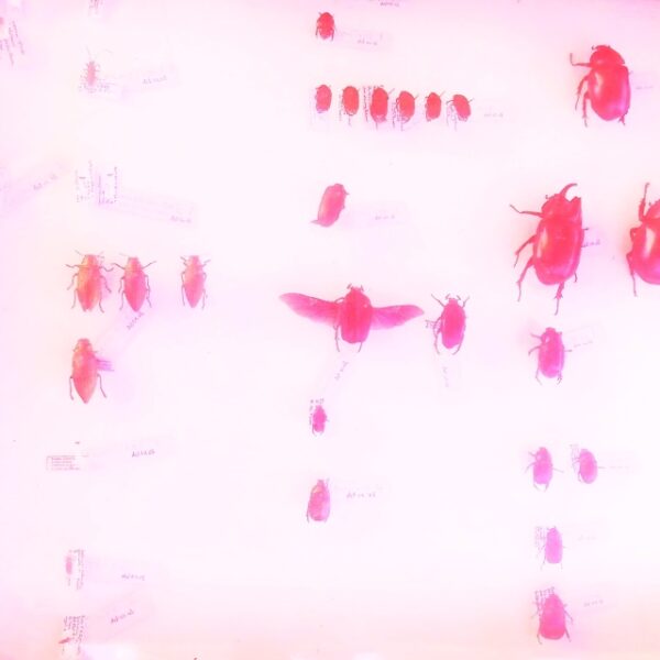 Reasons for Collecting and Preserving Pest Insects Specimens