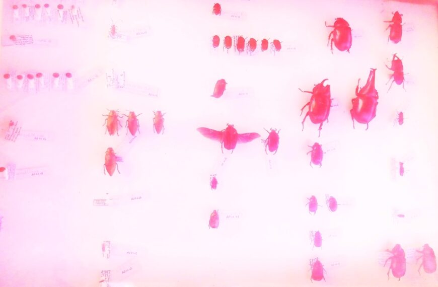 Reasons for Collecting and Preserving Pest Insects Specimens