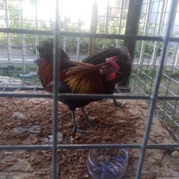 Mendana Fowl, One of the Solomon Islands Protected Species