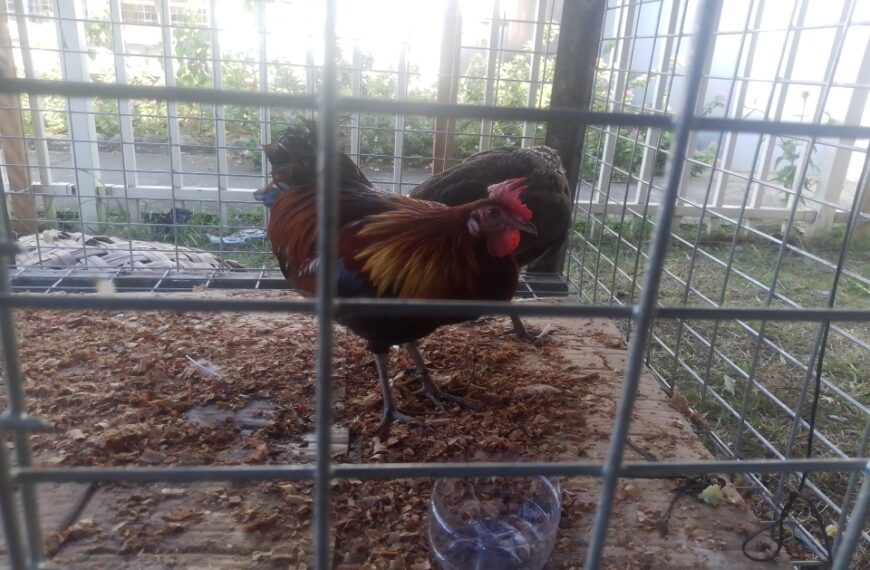 Mendana Fowl, One of the Solomon Islands Protected Species