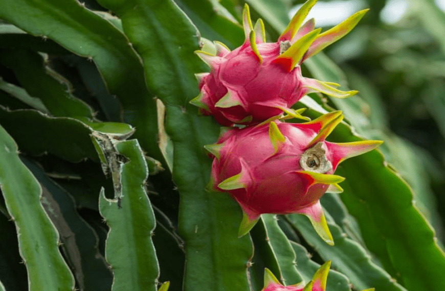 Dragon Fruit, an Alternative Cash Crop Says Local Agriculture Scientist