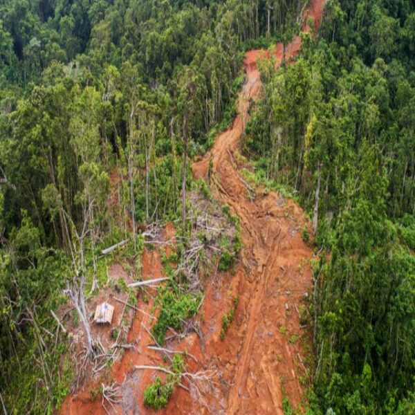Scaling Up to Combat Illegal Logging in the South Pacific