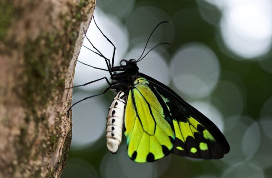 Threats to Million-Dollar Butterfly Trade Highlighted by Dr. Maclean