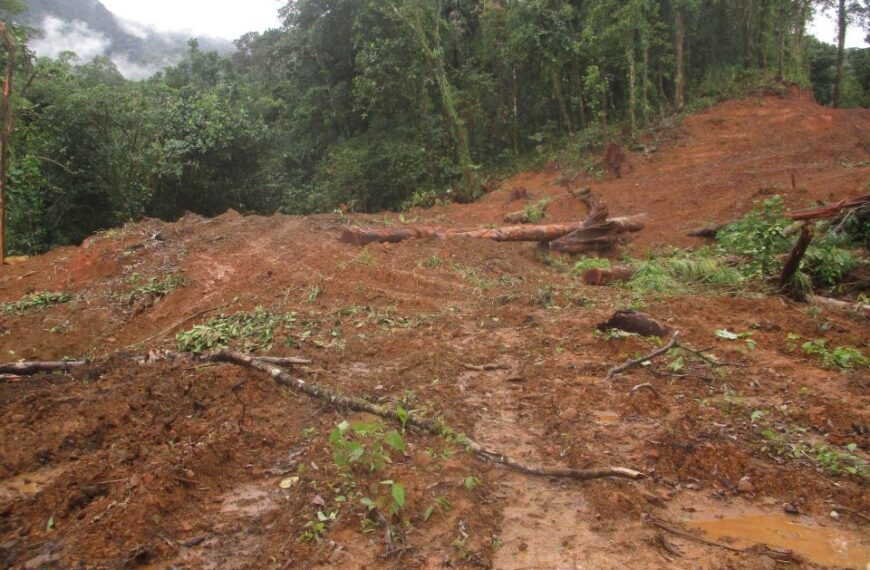 Australian Logging Company Defies Opposition, Heads To Dokoso Land Off Vangunu Island, Western Province
