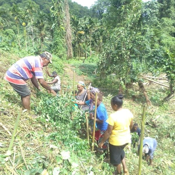 Taro Training Completes in West Are’are 