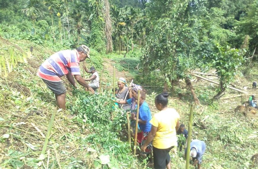 Taro Training Completes in West Are’are 