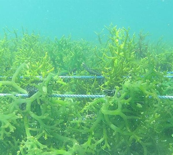 Seaweed Farming, a Potential for West New Georgia-Vona Vona