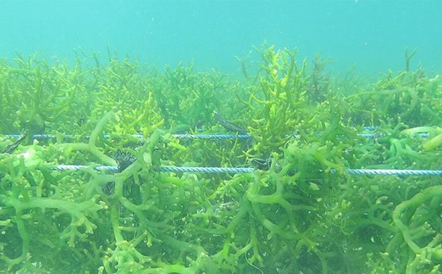 Seaweed Farming, a Potential for West New Georgia-Vona Vona