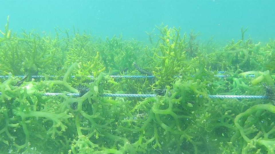 Seaweed Farming, a Potential for West New Georgia-Vona Vona