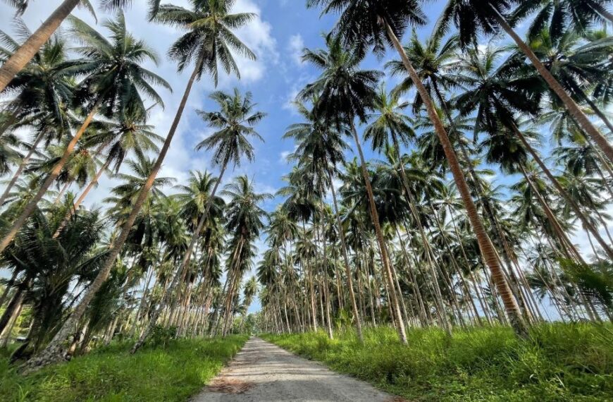 New Zealand to Battle Beetle in Solomon Islands
