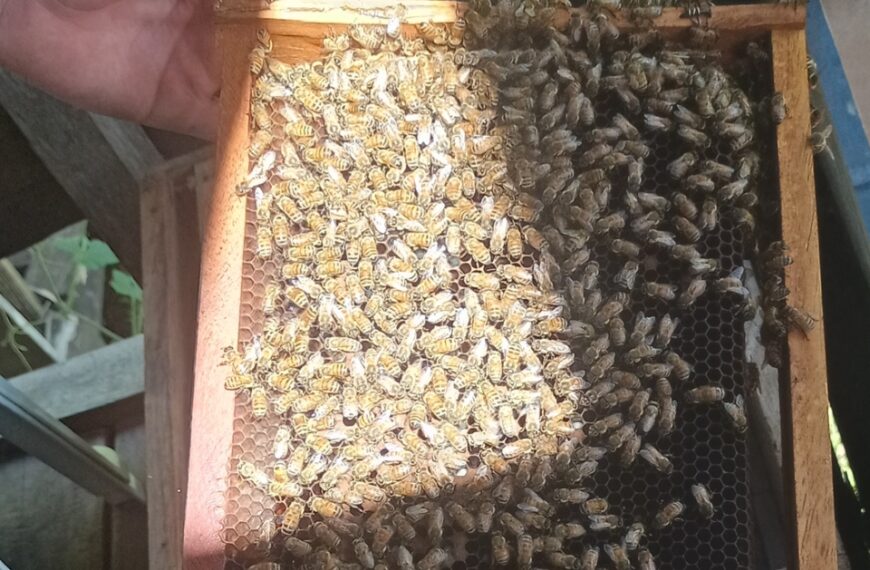 MAL Alerts Bee Farmers of Varroa Mite Infestation