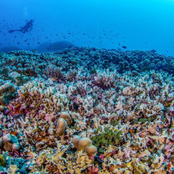 New Discovery: Largest Coral in the World Found in the Solomon Islands