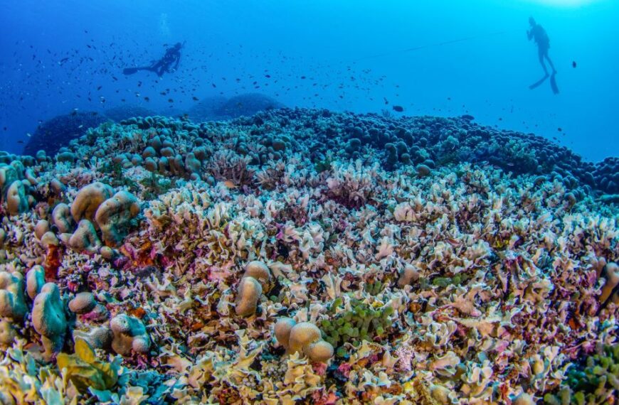 New Discovery: Largest Coral in the World Found in the Solomon Islands