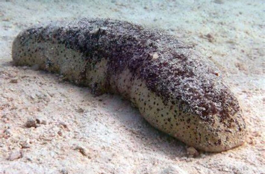 Beche-de-mer Ban Officially Lifted