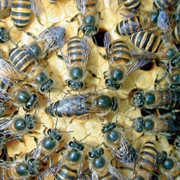 Asian Bees Worry Ulawa Bee Farmers