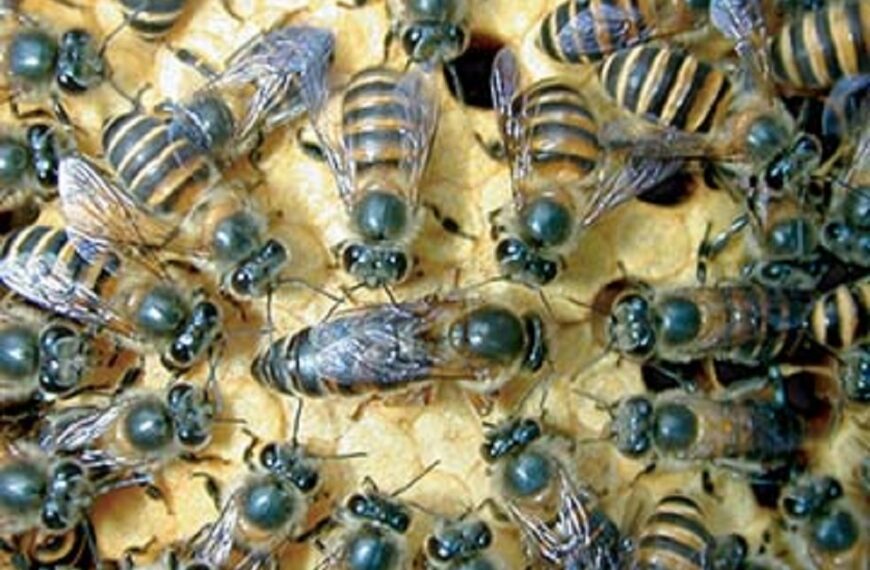 Asian Bees Worry Ulawa Bee Farmers
