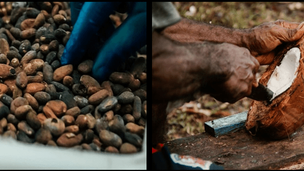 Cocoa and Copra Exports Earn in SB$511 Million as Agriculture Sector Surges