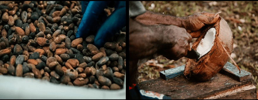 Cocoa and Copra Exports Earn in SB$511 Million as Agriculture Sector Surges