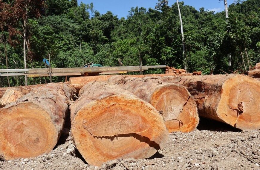 Solomon Islands Timber Processors Achieve International Certification to Boost Exports and Jobs