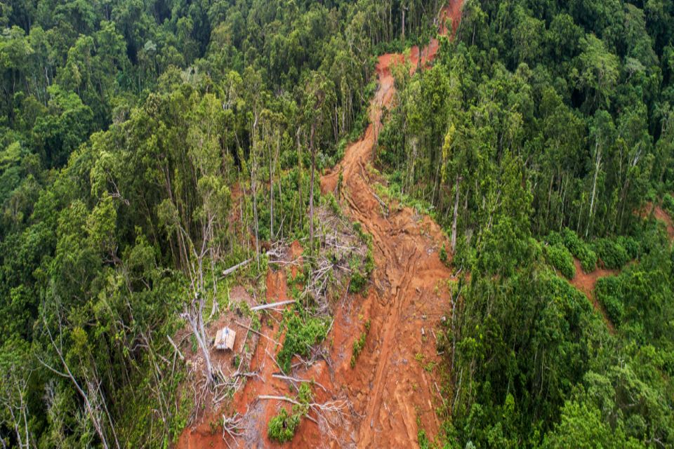 Logging In Png Scaling Up to Combat Illegal Logging in the South Pacific – Environment ...