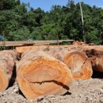 Solomon Islands Timber Processors Achieve International Certification to Boost Exports and Jobs